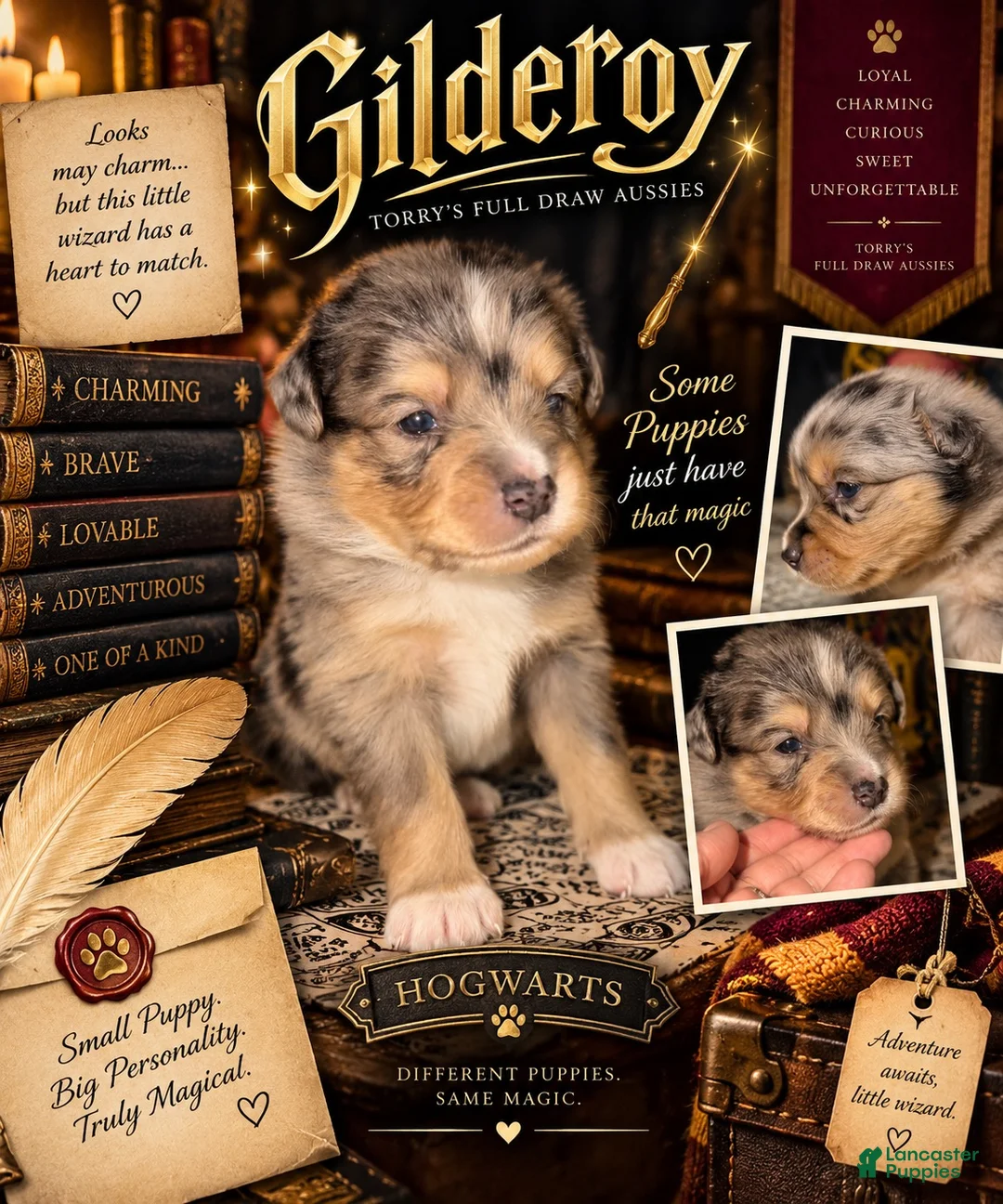 Toy Australian Shepherd dogs for sale: Toy Australian Shepherd GILDEROY - Ad 1