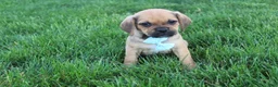 Puggle dogs for sale: Rusty - Ad 2