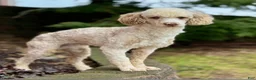 Mini Goldendoodle dogs for sale: Mini Goldendoodle 6 - Ad 10