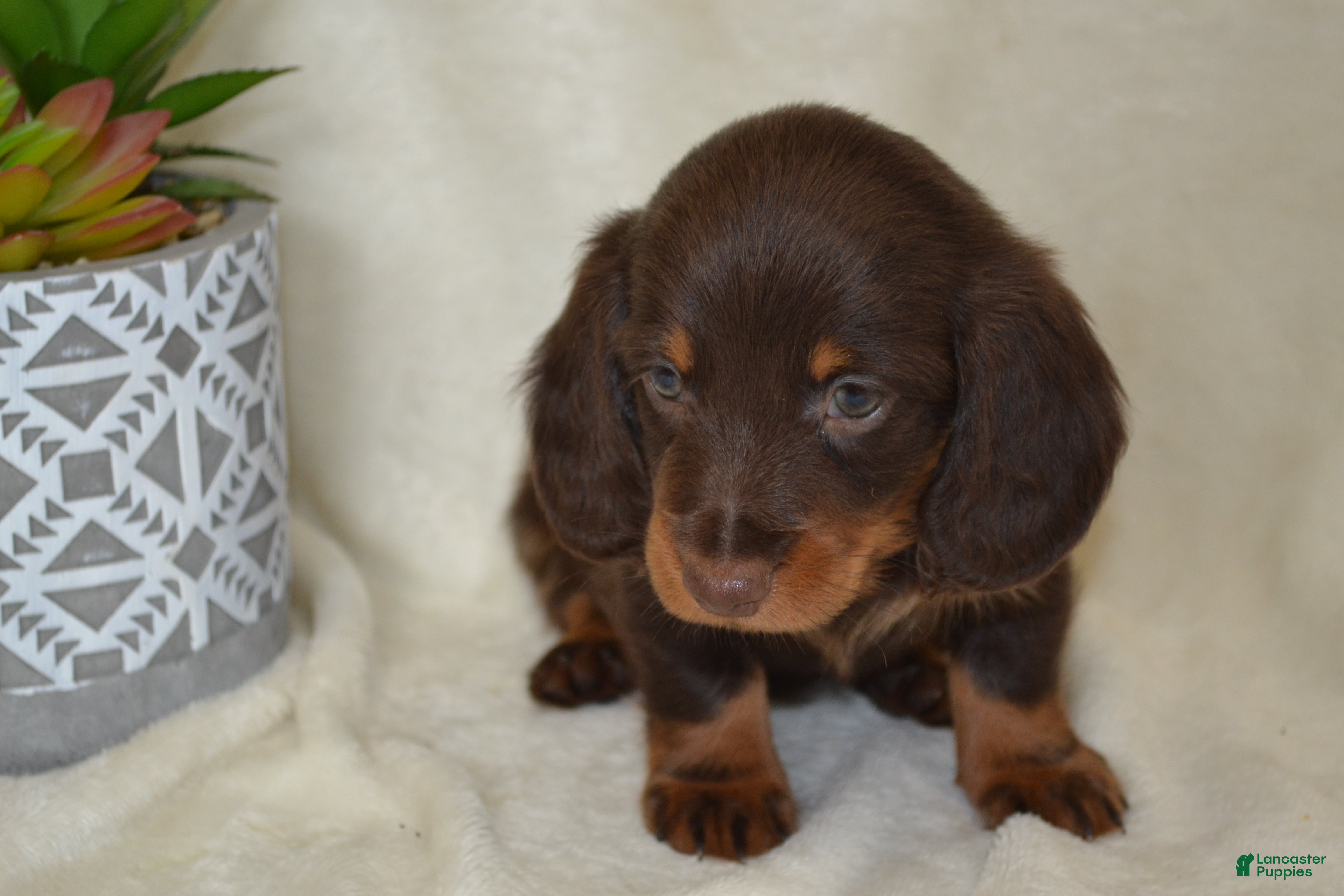Dachshund dogs Snoopy - Ad 2