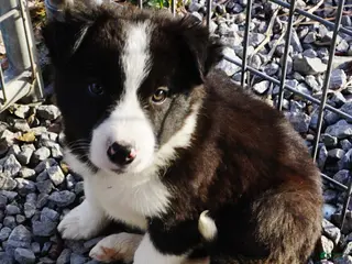 Border Collie dogs Wanda, Puppy 1 - Ad 7