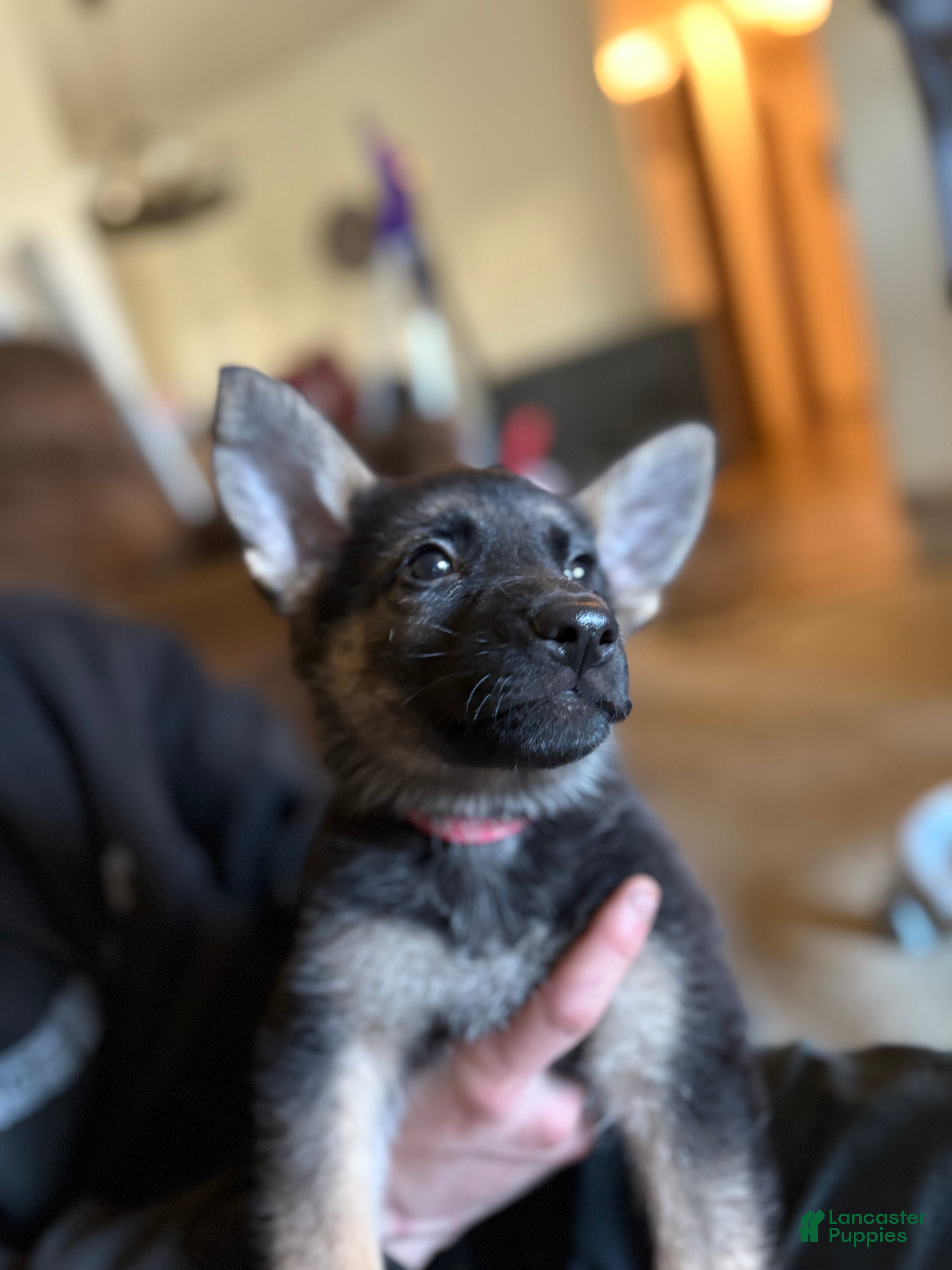 German Shepherd dogs Hot pink collar girl - Ad 8