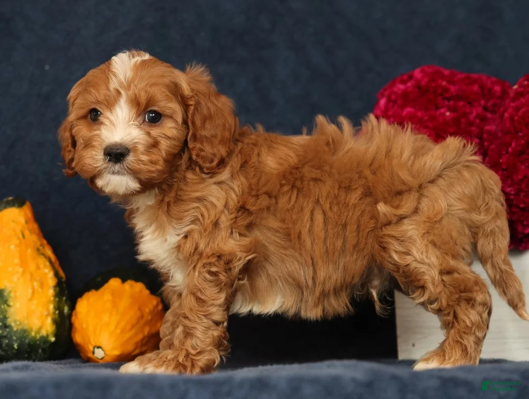 Cavapoo dogs for sale: Pixel - Ad 2