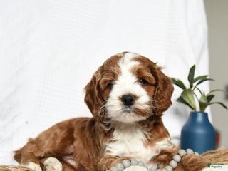 Cockapoo dogs - Ad 25