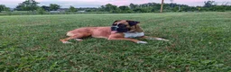 Boxer dogs for sale: Oscar - Ad 3
