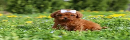 Cavapoo dogs for sale: Precious - Ad 4