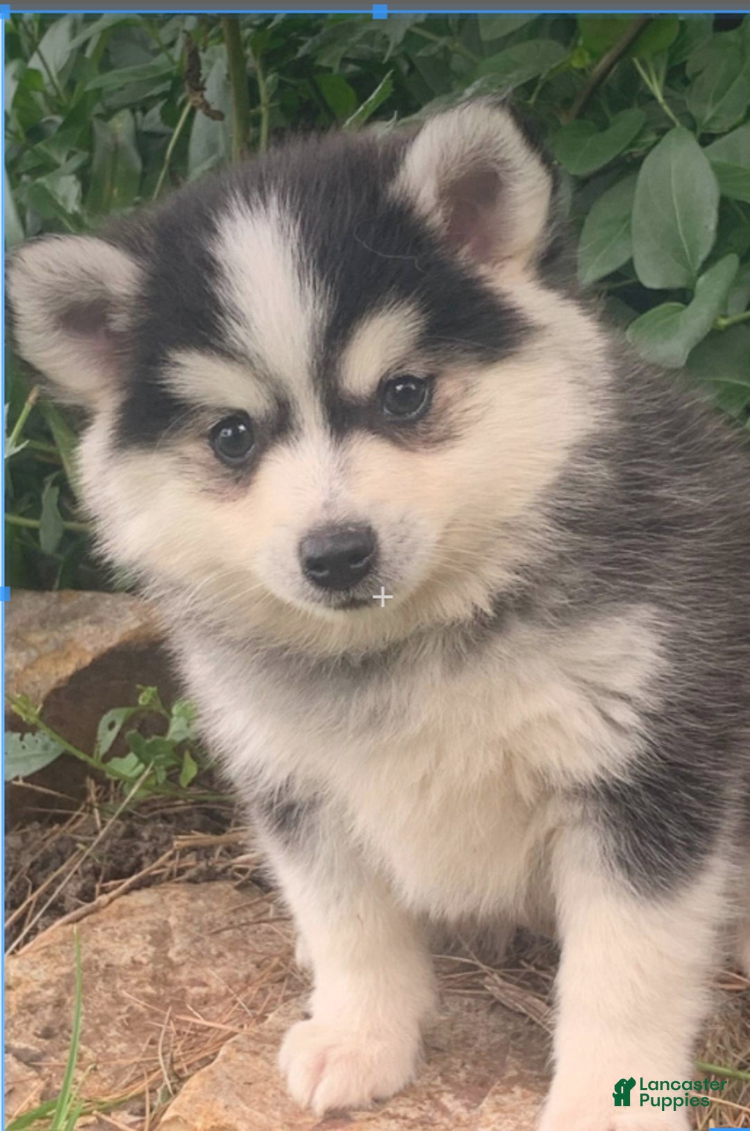 Alaskan Klee Kai dogs for sale: Tucker ~ Sweet Mini Husky - Ad 2