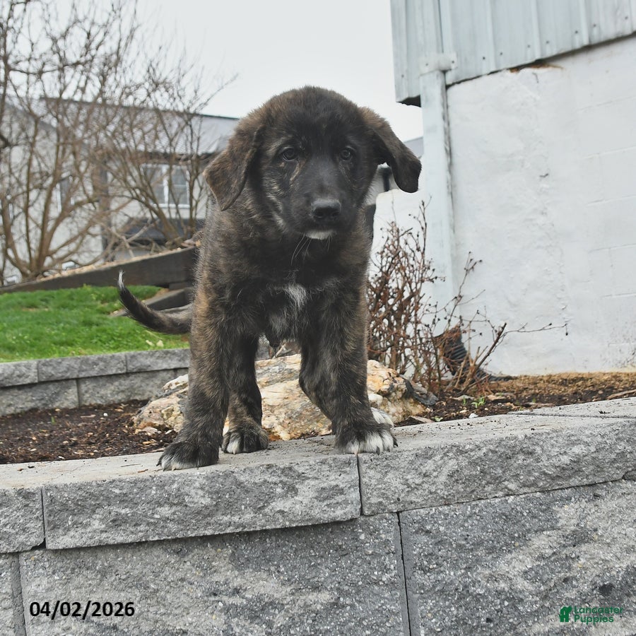 Mixed Breed dogs for sale: Thor - Ad 4