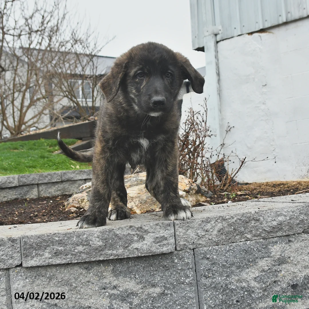 Mixed Breed dogs for sale: Thor - Ad 1