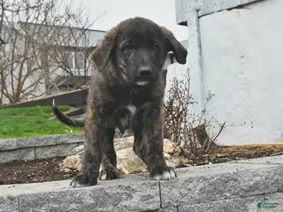 Mixed Breed dogs for sale: Thor - Ad 4