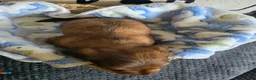 Miniature Dachshund dogs for sale: Deuce - Ad 10