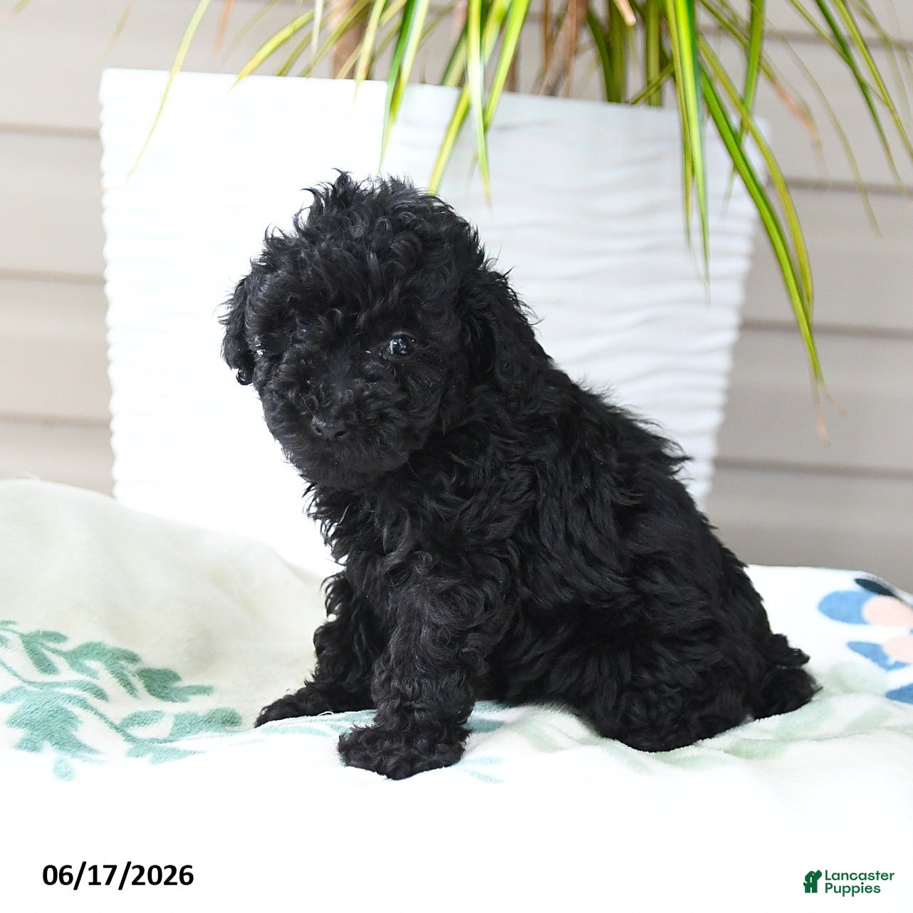 Toy Poodle dogs Brody - Ad 2