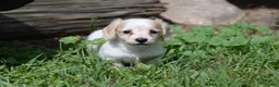 Miniature Dachshund dogs for sale: Violet - Ad 9
