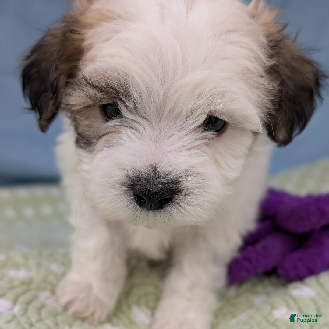 Teddy Bear dogs for sale: Death Dandelion - Ad 1