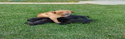 Mixed Breed dogs for sale: Cheddar - Ad 6
