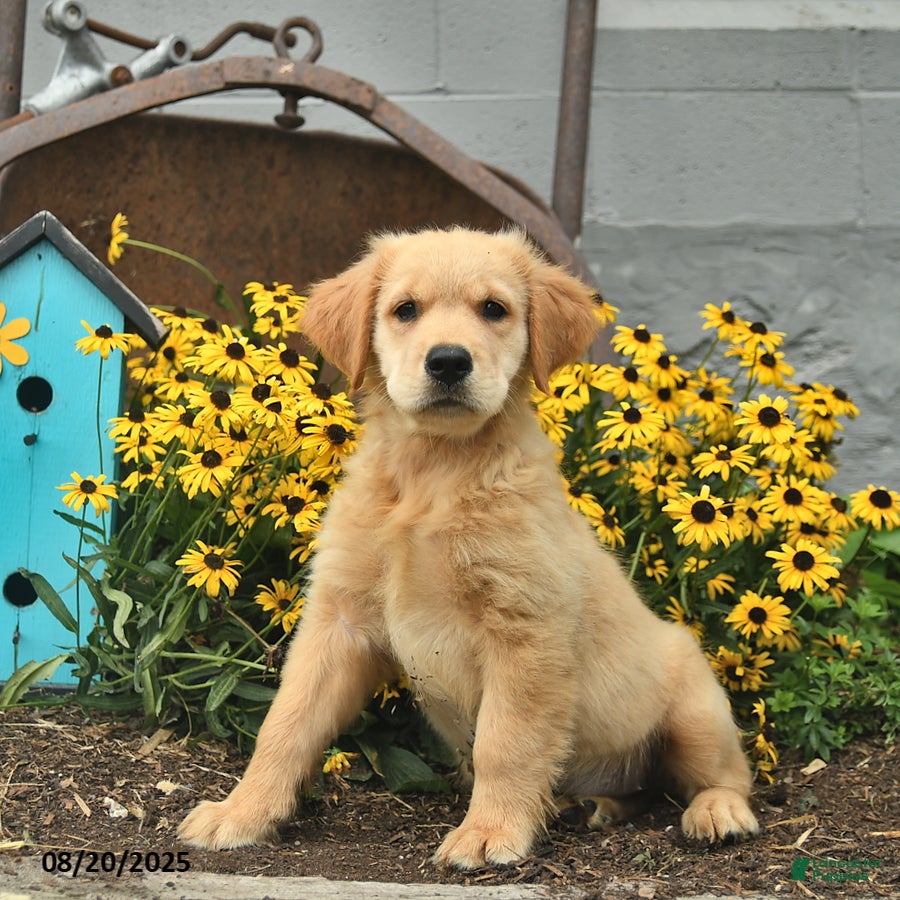 Full Grown Akc Golden Puppies Akc Golden Retriever Puppies Price