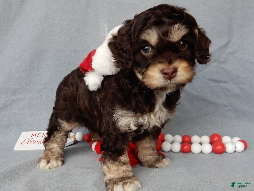 Cockapoo dogs for sale: Sparky - Ad 4