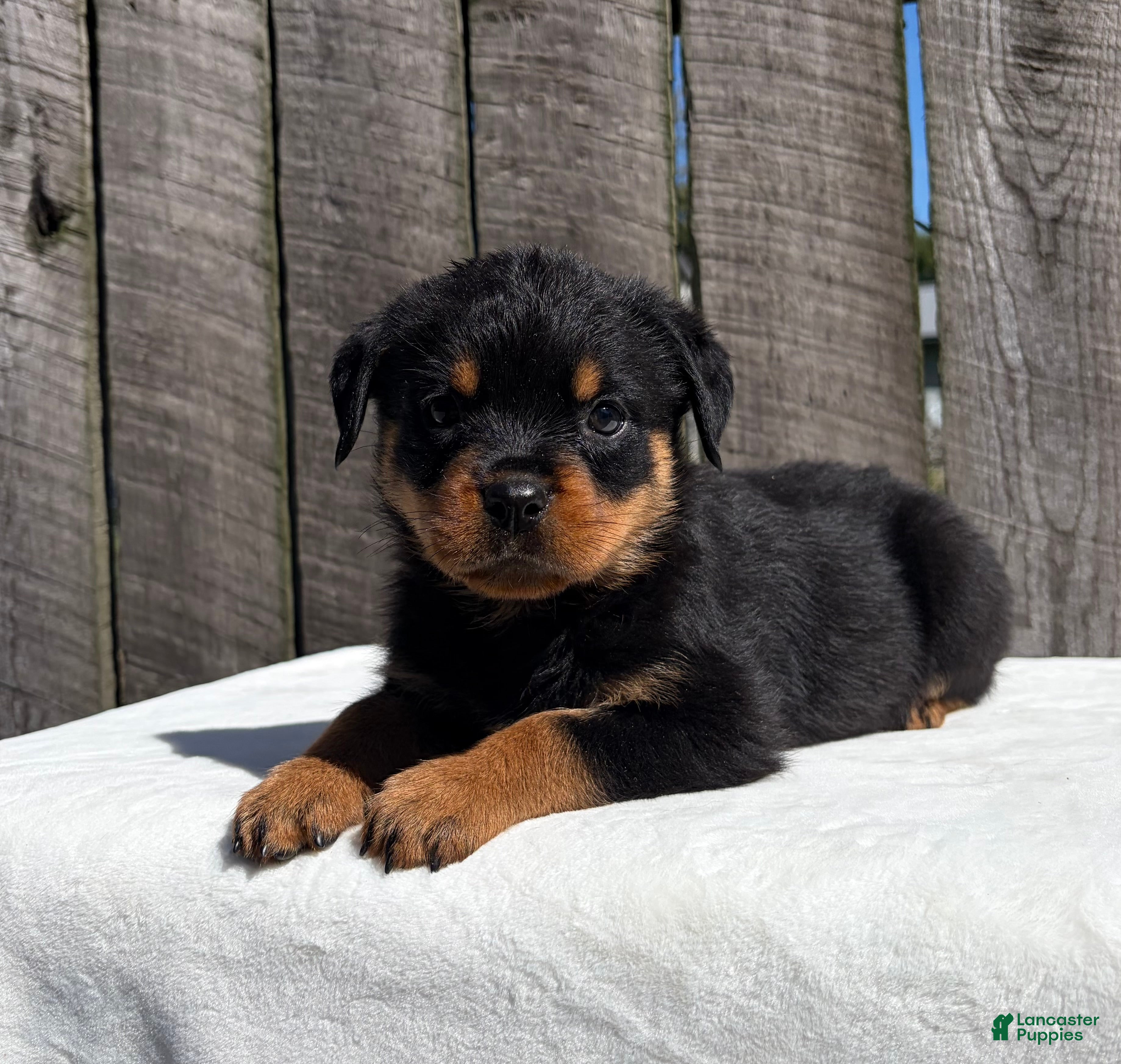 Rottweiler dogs Reba - Ad 2