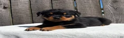 Rottweiler dogs for sale: Reba - Ad 2