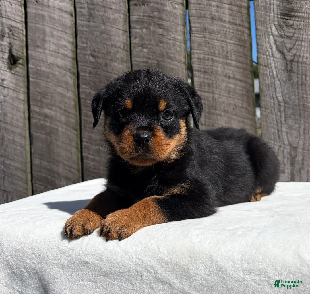 Rottweiler dogs for sale: Reba - Ad 2