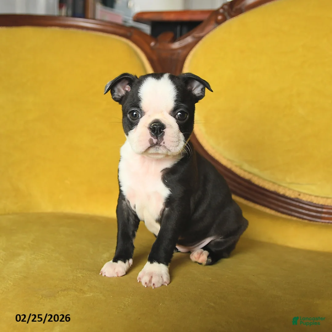 Boston Terrier dogs for sale: Sindy - Ad 1
