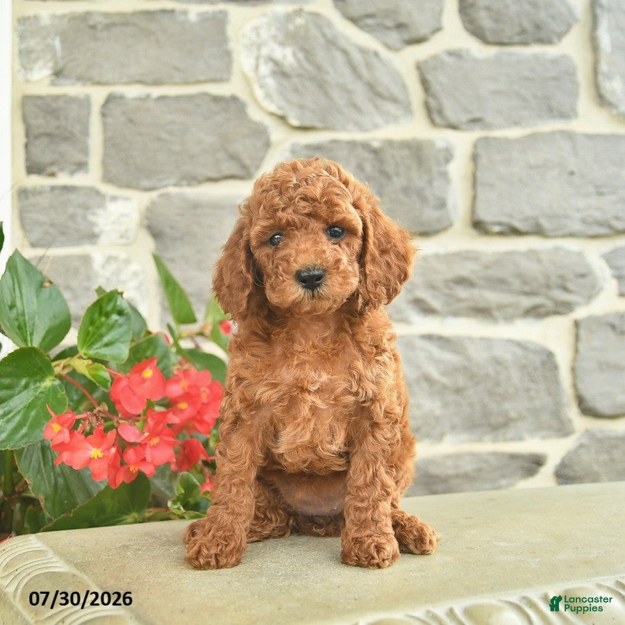 Miniature Poodle dogs for sale: Honey   - Ad 4