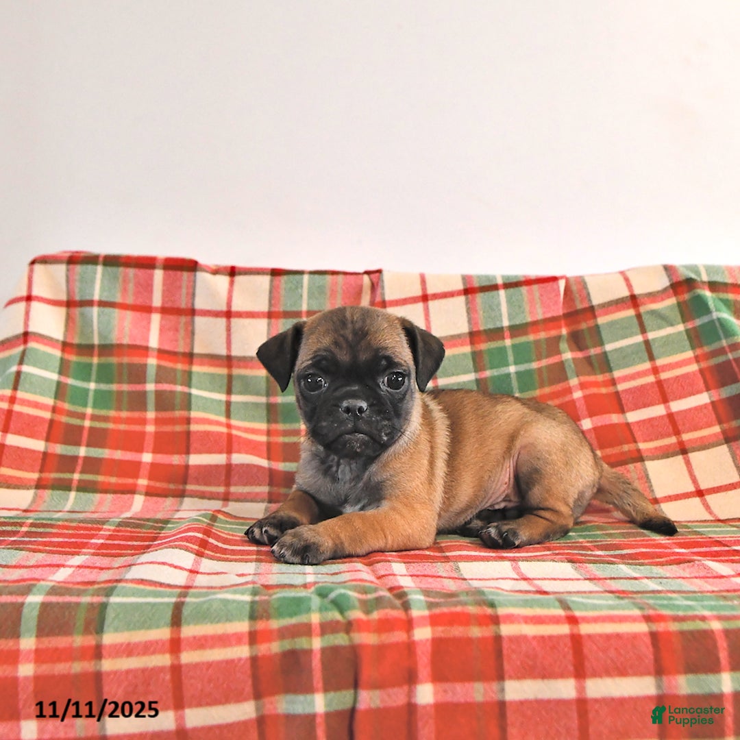 Jug dogs for sale: Marshal - Ad 4