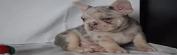 French Bulldog dogs for sale: Tallulla - Ad 7