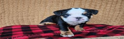English Bulldog dogs for sale: Easton - Ad 7