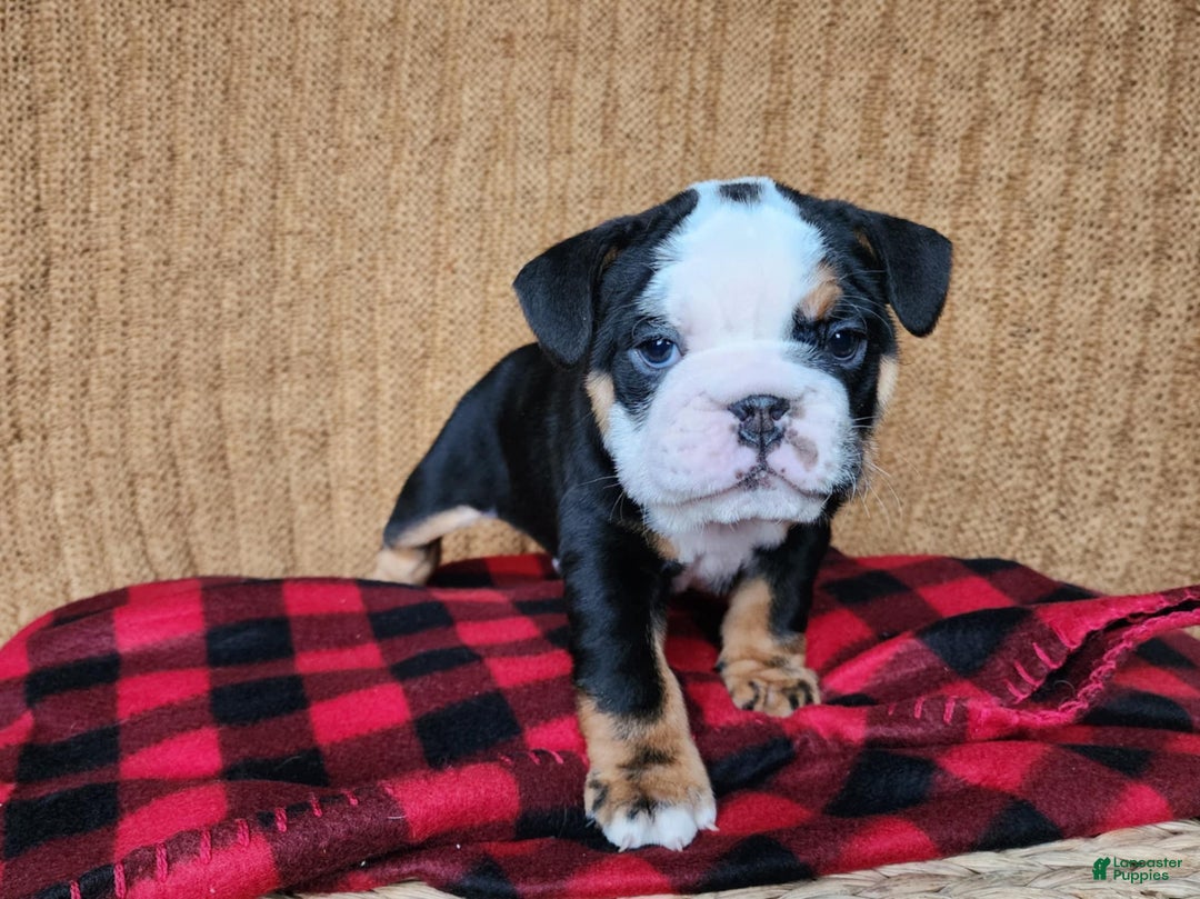 English Bulldog dogs for sale: Easton - Ad 7