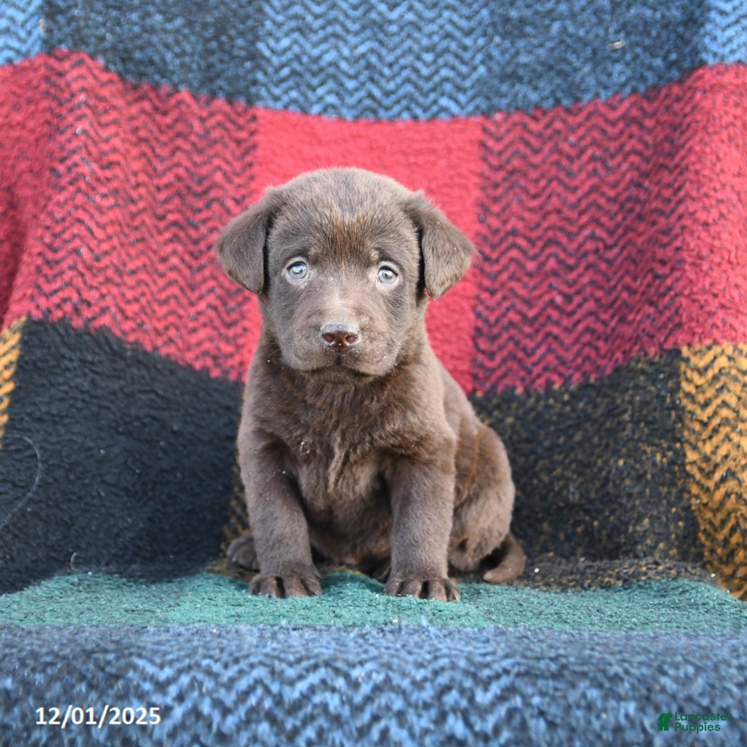 Labrador Retriever dogs for sale: Colt - Ad 2