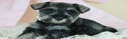 Miniature Schnauzer dogs for sale: Rayne | Miniature Schnauzer - Ad 5