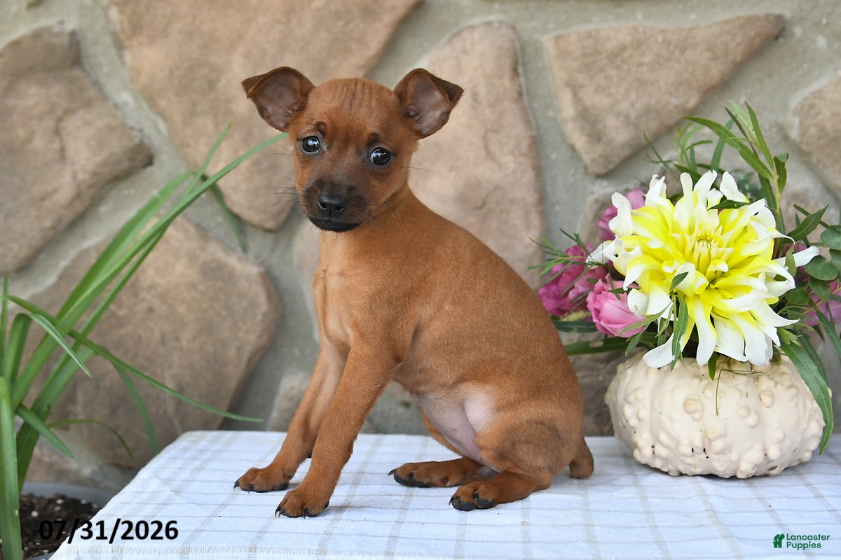 Miniature Pinscher dogs Taffy - Ad 1
