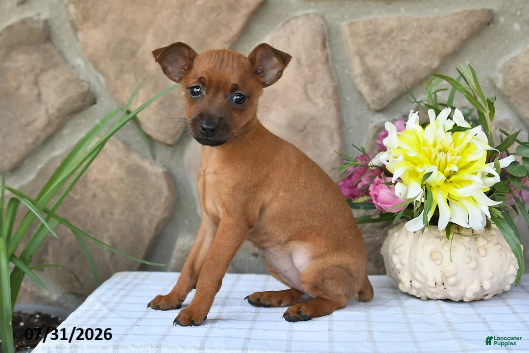 Miniature Pinscher dogs for sale: Taffy - Ad 1