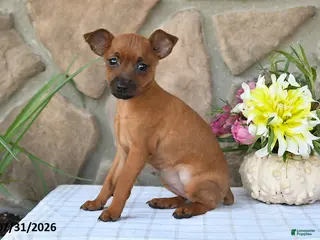Miniature Pinscher dogs Taffy - Ad 1