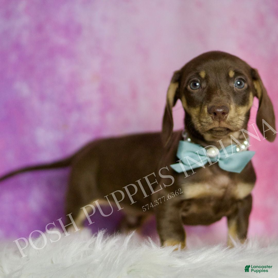 Miniature Dachshund dogs for sale: Oscar - Ad 4