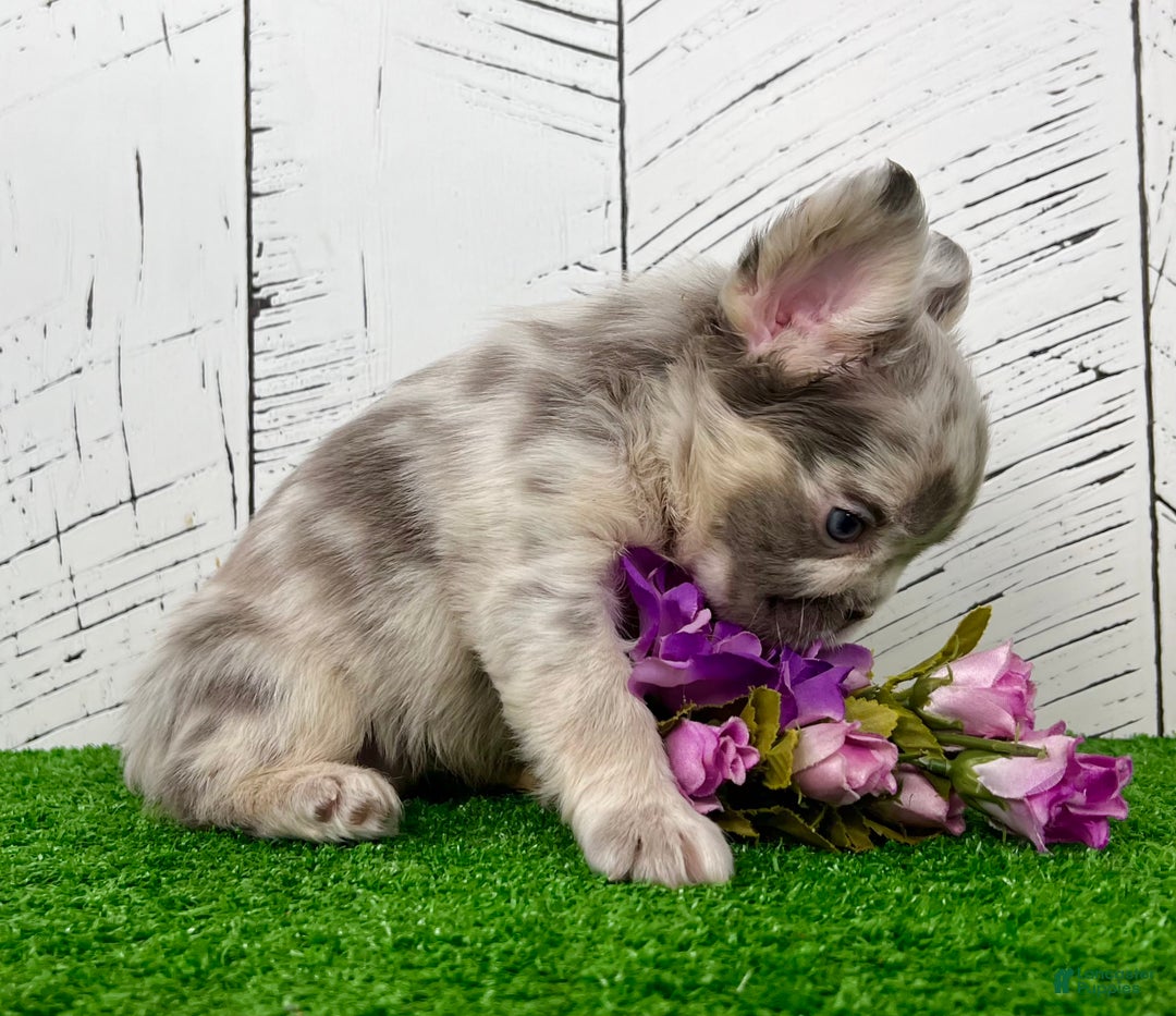 French Bulldog dogs for sale: Charlotte - Ad 4