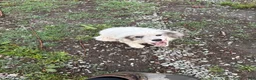 Great Pyrenees dogs for sale: Rosco  - Ad 3