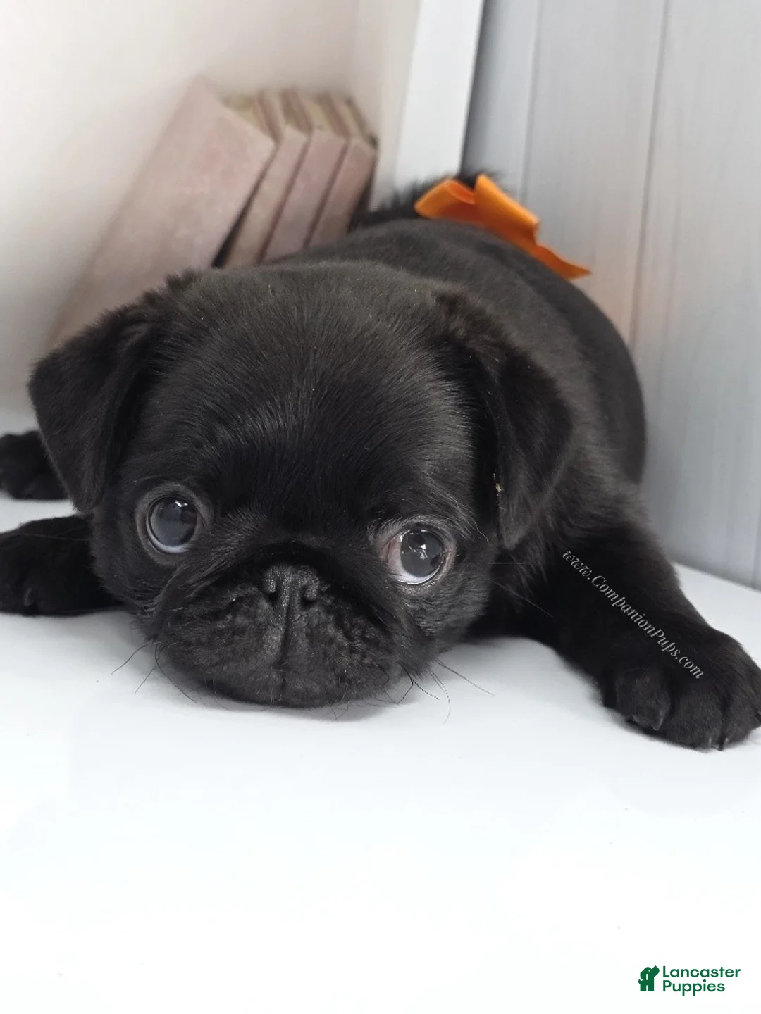 Pug dogs for sale: Marigold - Black Female Pug Puppy - Ad 2