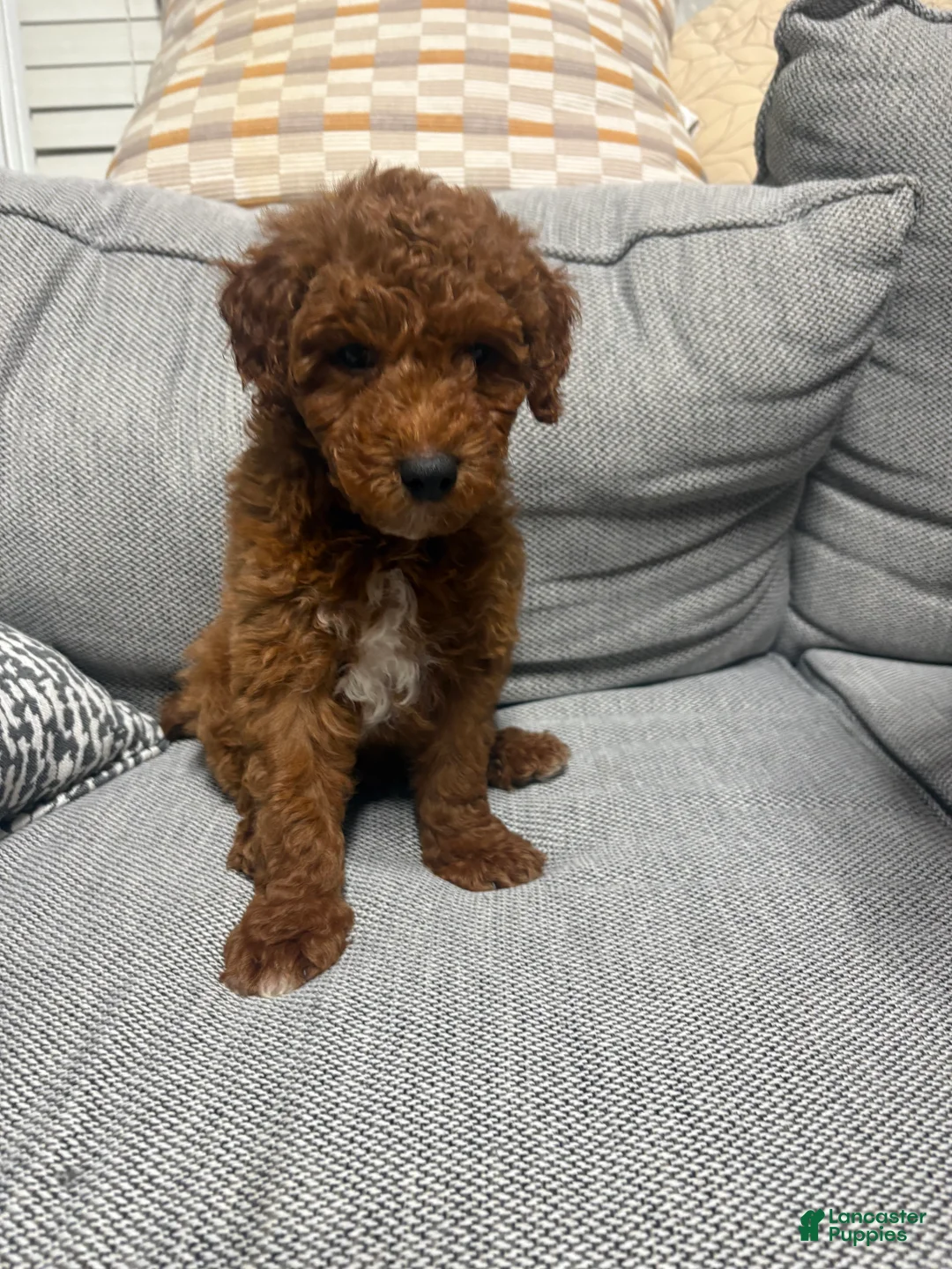 Mini Goldendoodle dogs for sale: Rusty - Ad 1