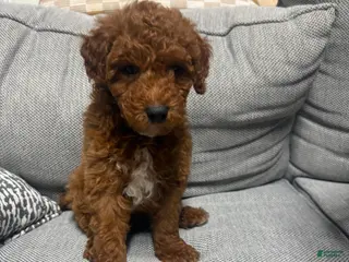 Mini Goldendoodle dogs for sale: Rusty - Ad 2