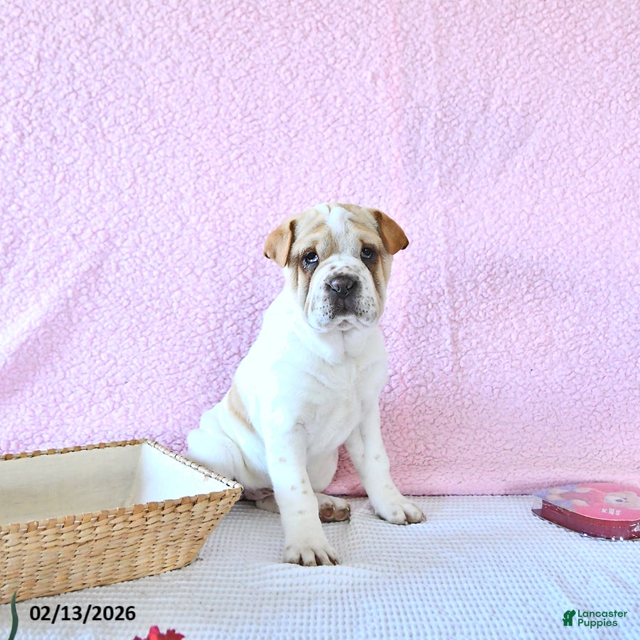 Mini Hippo dogs Destiny - Ad 6