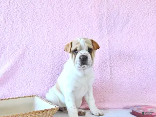 Mini Hippo dogs Destiny - Ad 6