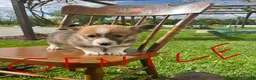 Welsh Corgi Pembroke dogs for sale: Gentle - Ad 1