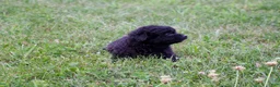 Mixed Breed dogs for sale: Marly - Ad 3