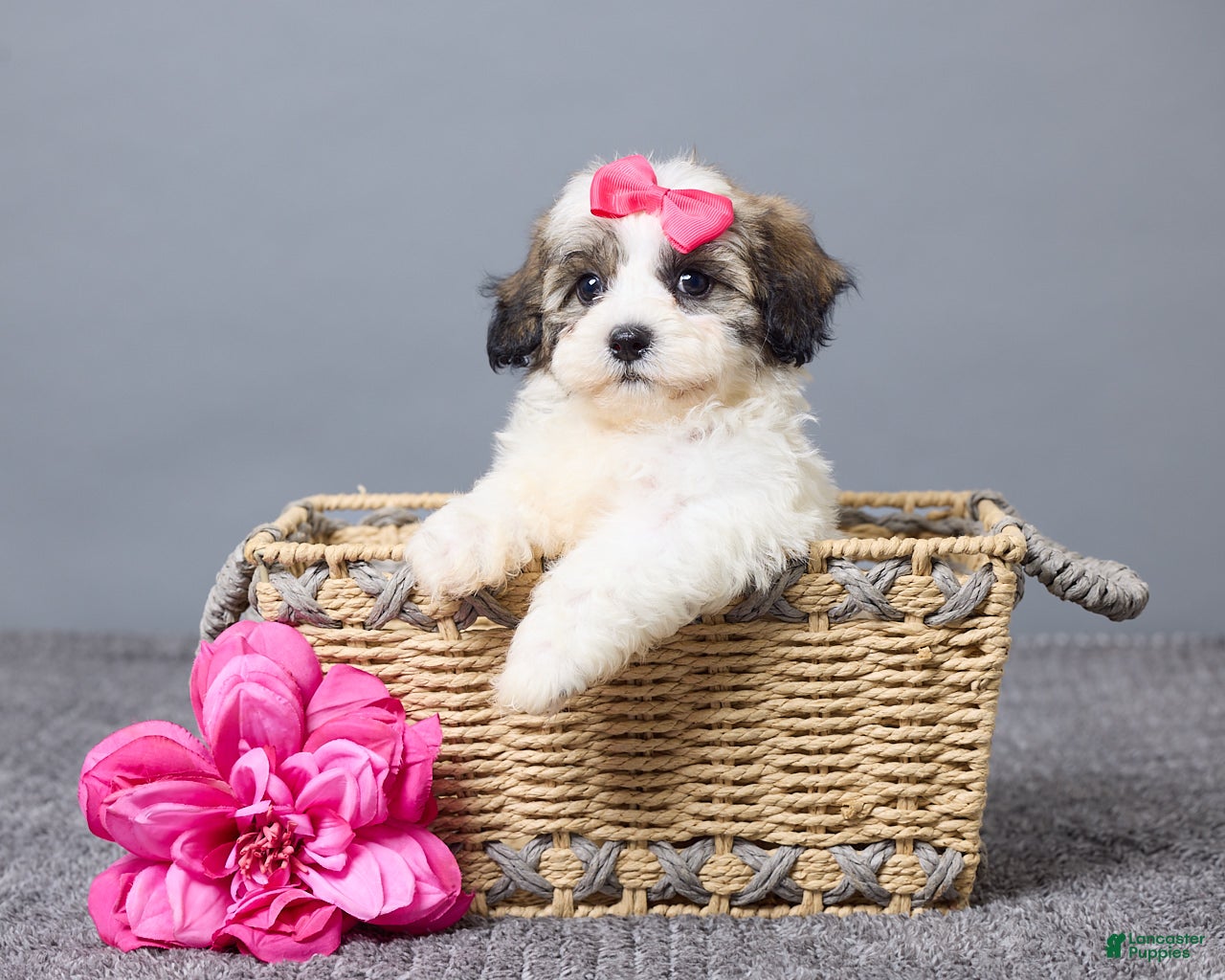 Teddy Bear dogs Lulu - Ad 1