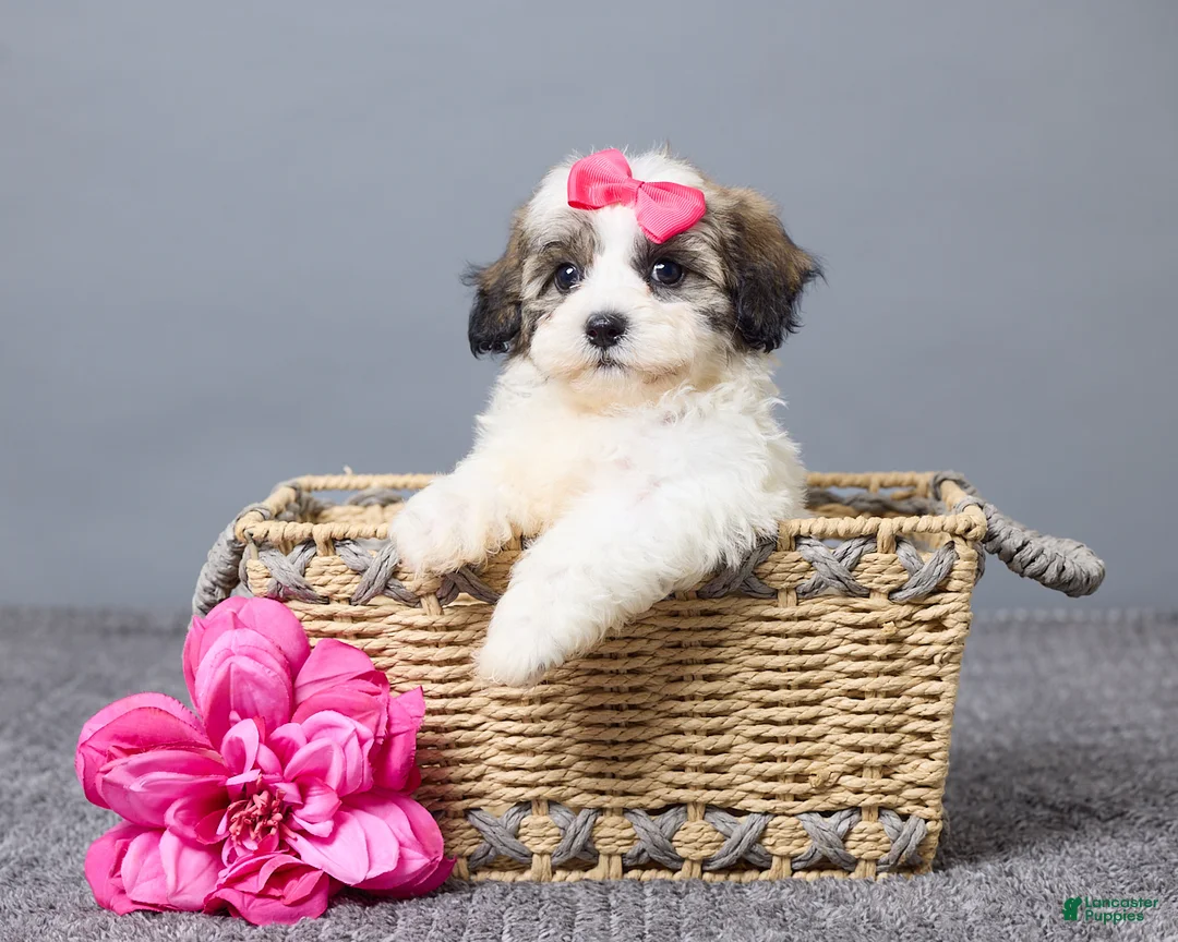 Teddy Bear dogs for sale: Lulu - Ad 1