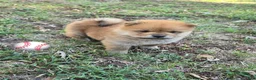 Chow Chow dogs for sale: Lil Red - Ad 4
