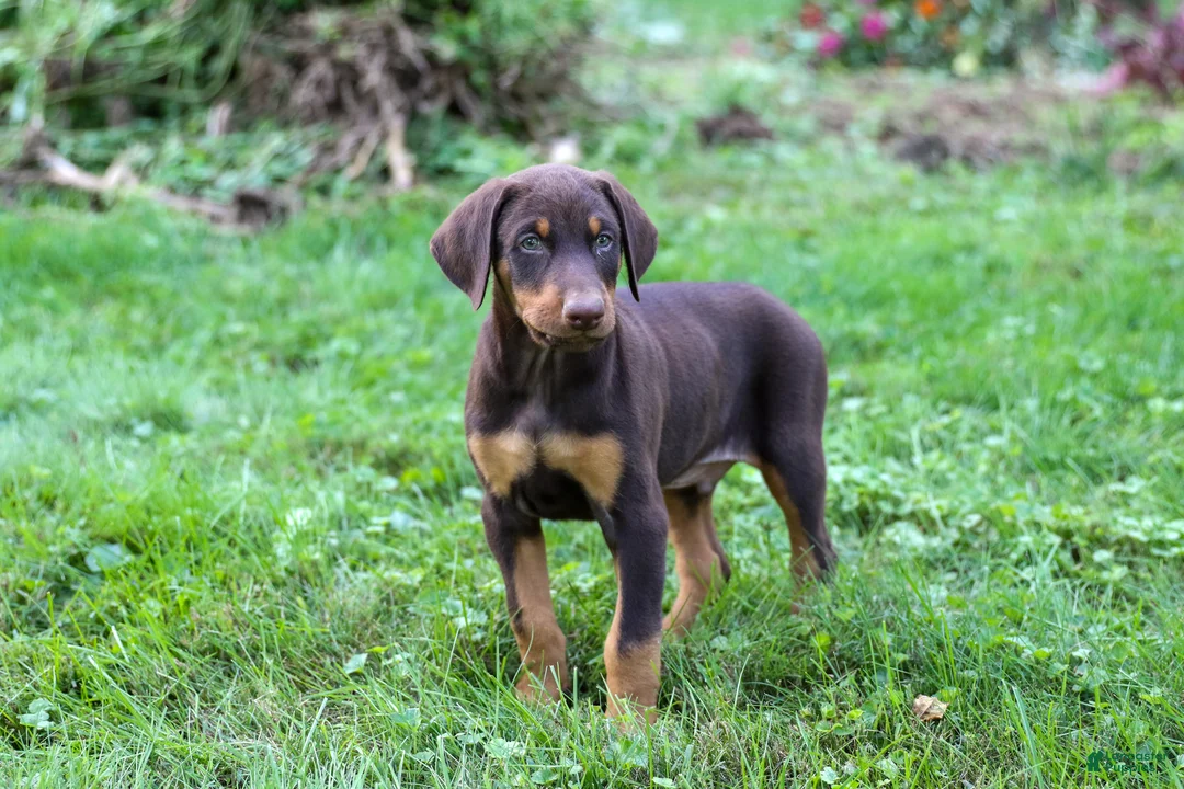Doberman Pinscher dogs for sale: ROSCOE - Ad 14