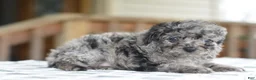 Cockapoo dogs for sale: Millie f1b - Ad 12
